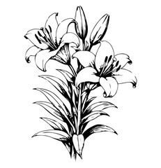 Black and White Lily Illustration with Buds, Leaves and Blooming Flowers