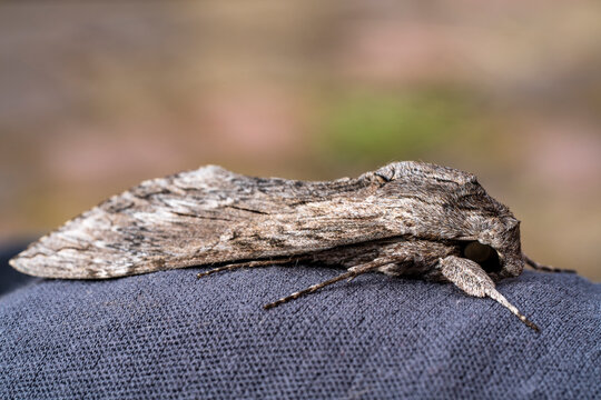 Detailed frontal closeup on the impressive Convolvulus Hawkmoth or Agrius convolvuli, sitting on gray cloth. Macro the moth is leafy or Convolvulus Hawk moth Agrius convolvuli