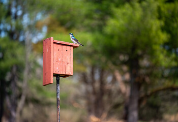 Off center Tree Swallow bird profile on a rustic red birdhouse wildlife environmental bird watching nature background