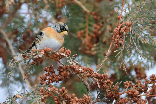 Close-up of an adult male brambling perched on a thuja branch and eating thuja seeds while facing the camera lens on a cold winter day.