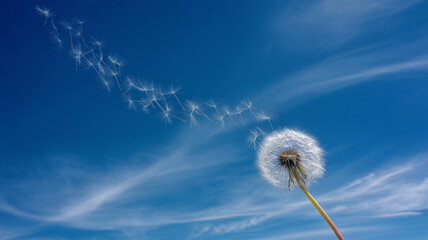 青空を背景に綿毛が光の線となって流れ出す、静かな長時間露光表現