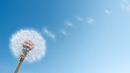 Obraz premium 左下に小さく配置した綿毛と巨大な右余白で企業メッセージ向けの一枚