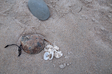 Natural debris on the sand