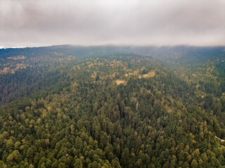 Paisaje boscoso en el Parque Nacional Izta-Popo, M&eacute;xico.