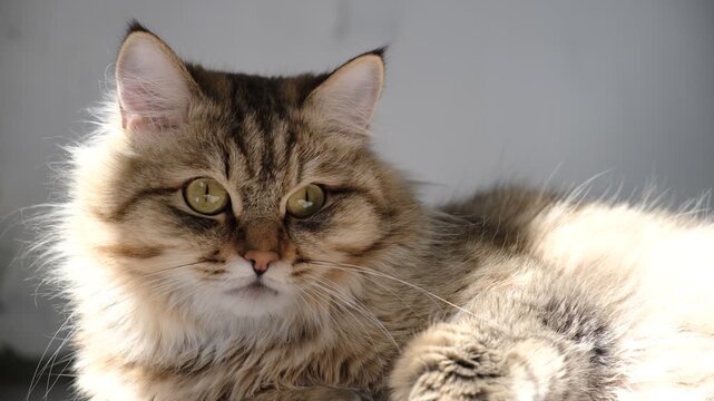 Tabby cat lay loose, lounging comfortably at the window on a sunny day. Soft morning light, easy fresh breeze, enjoying sun beam. Relaxing on the balcony floor and looking window. funny pets. Calmness