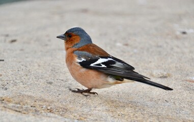 Colorful chaffinch or finch bird in New Zealand