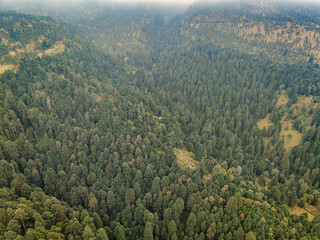 Paisaje boscoso en el Parque Nacional Izta-Popo, M&eacute;xico.
