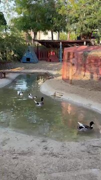 Ducks swim in a narrow waterway. Shelters and cages are seen on the banks.