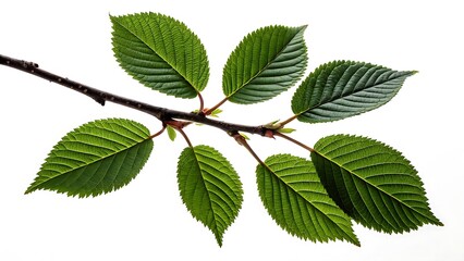 Green Leaves Branch on White Background