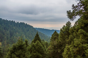 Paisaje boscoso en el Parque Nacional Izta-Popo, M&eacute;xico.