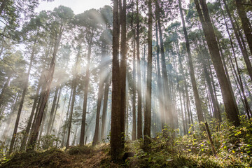 Wooded landscape in Izta-Popo National Park, Mexico.