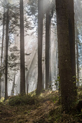 Wooded landscape in Izta-Popo National Park, Mexico.