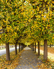Herbstliche Lindenallee im Park von Schloss Augustusburg