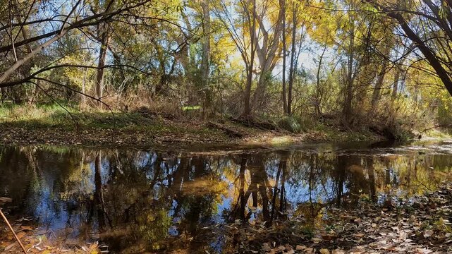 creek flowing through woods with fall foliage