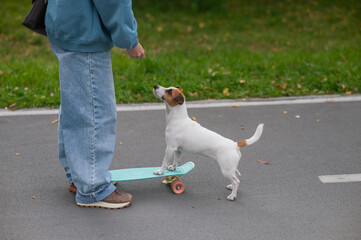 A Jack Russell Terrier rides a penny board in an autumn park.
