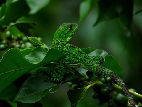 Reptil en cafetal