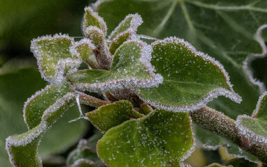 Ivy leaves with a crisp frosty coating on a winters morning.