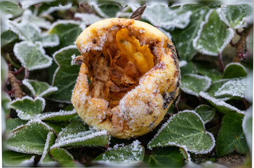 Garden detritus, rotting half eaten apple with frost. 