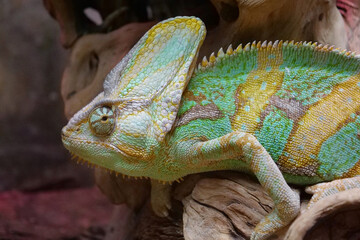 Beautiful chameleon. Known for their ability to change body color