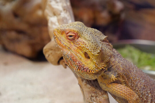 Bearded dragon, Pogona vitticeps, also known as inland bearded dragon
