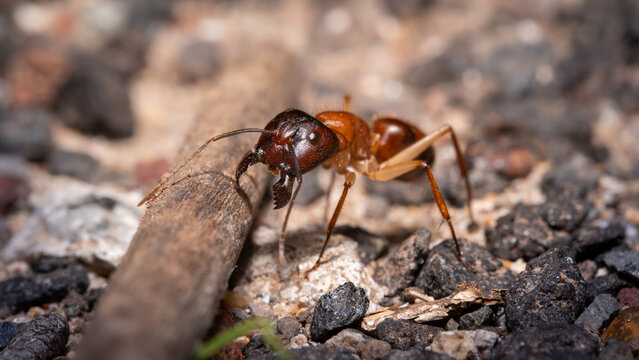 ant on the ground