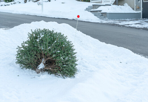 Christmas tree discard out for trash pick up after holiday