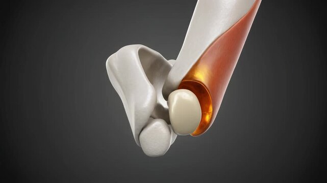 3D Animation of Human Elbow Joint: Trochlea of Humerus Rotation