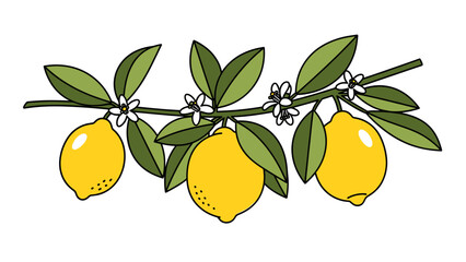 Vibrant lemon branch with three ripe yellow lemons, green leaves, and white flowers. Fresh citrus illustration.