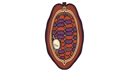 Cacao Pod Cross-Section Illustration with Cocoa Beans