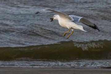 Ring-billed gull landing with a crawfish in its beak.