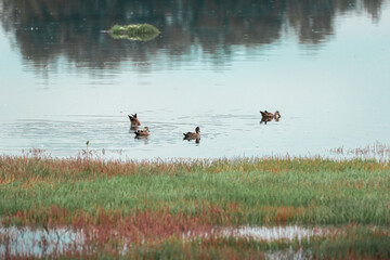 ducks in the lake