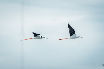 stilts in flight