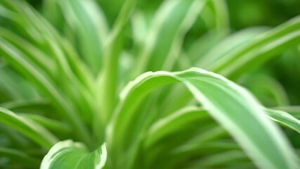 This vibrant green macro close-up highlights the variegated spider plant leaves unfurling in a lush garden, emphasizing the fresh white edges with a shallow depth of field. - Powered by Adobe