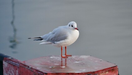 Lachm&ouml;we in Sassnitz auf Ponton vor Ostsee