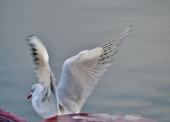 Lachm&ouml;we in Sassnitz auf Ponton vor Ostsee