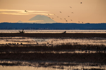 The Fir Island Farm Reserve is a Game Reserve with over 200 acres of restored intertidal estuary and managed agricultural land in southwest Skagit County.