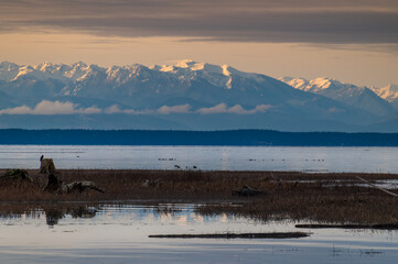 View of the Olympic Mountains looking over Skagit Bay from the Fir Island Farm Reserve in the Skagit Valley.  known for Mount Olympus (their highest peak at 7,980 ft) and lush rainforests. © LoweStock