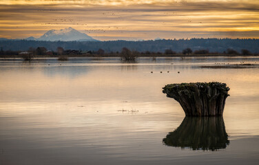 The Fir Island Farm Reserve is a Game Reserve with over 200 acres of restored intertidal estuary and managed agricultural land in southwest Skagit County.