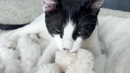 Cute black and white cat sleeping peacefully on soft blanket, cozy home atmosphere, relaxed pet resting indoors, calm moment, comfort, warmth, domestic lifestyle scene