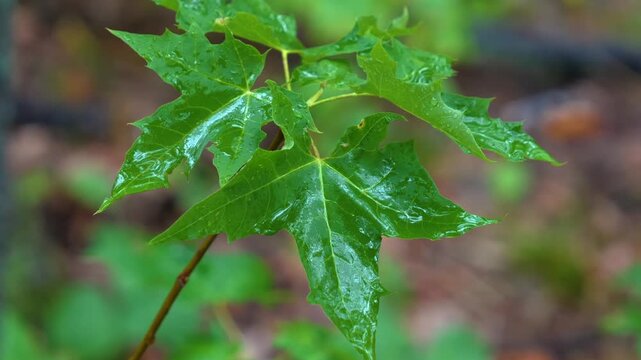 Close-up shot of a single, vibrant green maple leaf with rain or dew droplets, still on its branch within a natural, blurred forest environment. The image captures the fresh, lush details of the folia