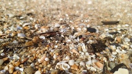 Low view of coastal sediment including weathered shell pieces, dried seaweed, and organic ocean debris.