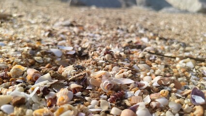 Detailed view of coastal sediment including weathered shell pieces, dried seaweed, and organic ocean debris.