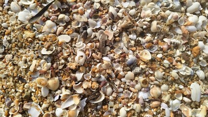 Ground-level macro shot showing the intricate textures of broken mollusk shells and small stones on a beach.