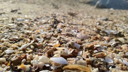 Ground-level macro shot showing the intricate textures of broken mollusk shells and small stones on a beach.