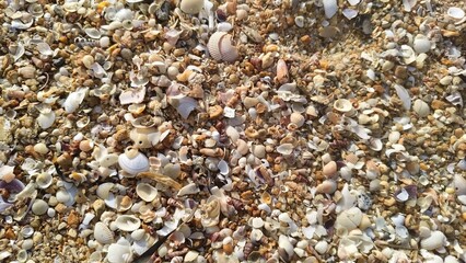 Ground-level macro shot showing the intricate textures of broken mollusk shells and small stones on a beach.