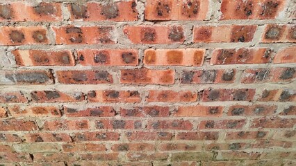 Wide perspective of a gravel-covered ground featuring clusters of white mold and scattered orange brick pieces