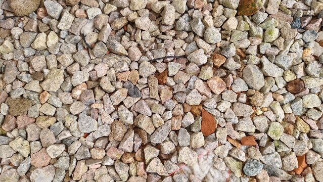 White fibrous mold and green algae patches spreading across granite pebbles and sandy debris in a damp outdoor setting