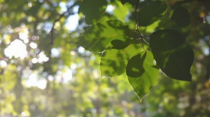World Environment Day background with abstract leaf shadows and sunlight