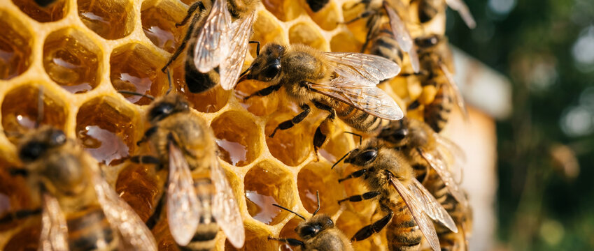 Close-up view of busy honeybees diligently working on a golden honeycomb filled with sweet honey, showcasing their intricate hive structure and natural environment.