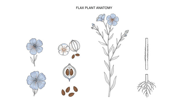 Flax plant anatomy illustration with flowers stem roots and seeds in natural colors